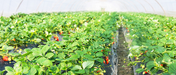 eSUN易生生物降解地膜連續(xù)2年在武漢市蔬菜種植項(xiàng)目中獲得較好表現(xiàn)！