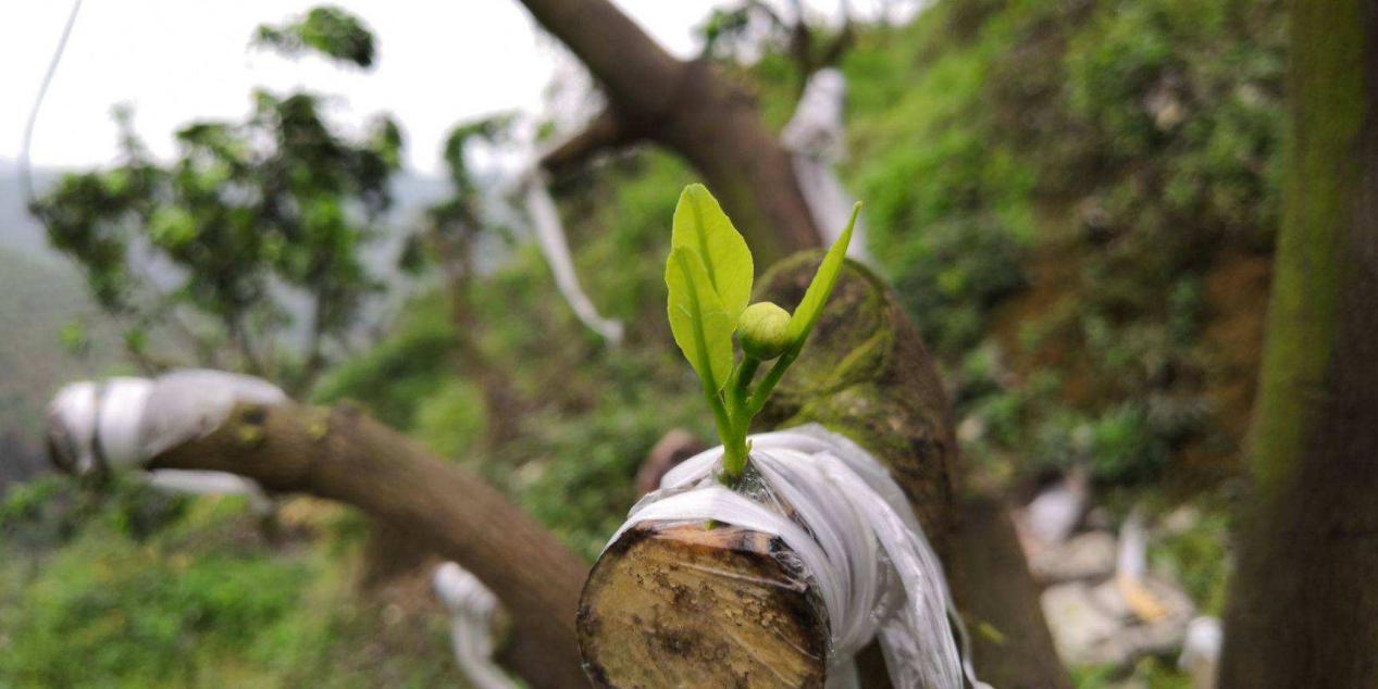 嫁接專用生物降解膜