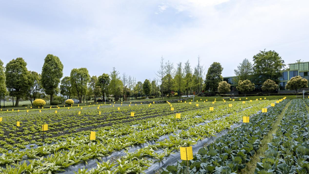 生物降解粘蟲板