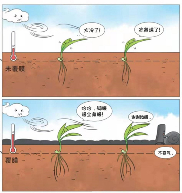 生物降解地膜