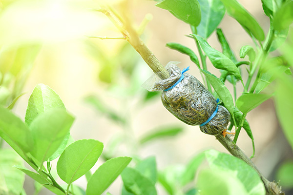 生物降解嫁接膜