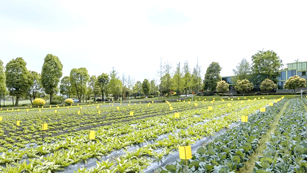 生物降解粘蟲(chóng)板